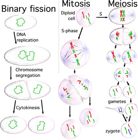 What is the difference between amitosis and mitosis?