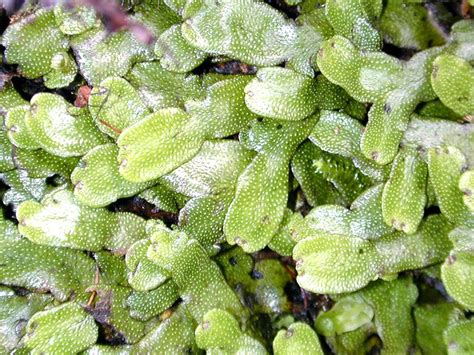 Liverwort | Hepatic, Thalloid & Bryophyte | Britannica