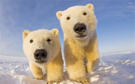 Polar bear cubs wallpaper - Animal wallpapers - #27729