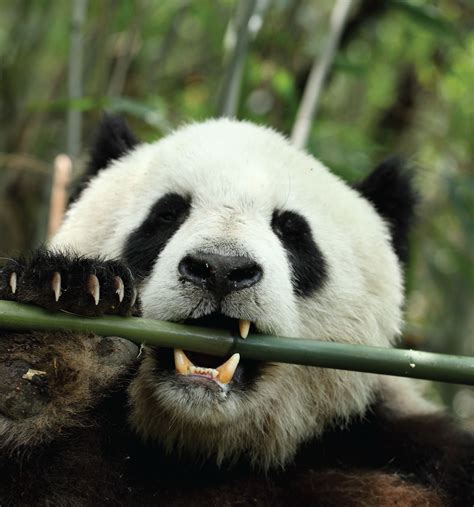 Giant Pandas Thrive on Bamboo, Thanks to Belly Bacteria | Live Science