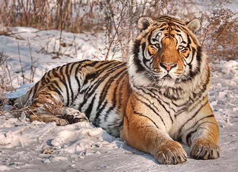 Siberian Tiger Size And Weight