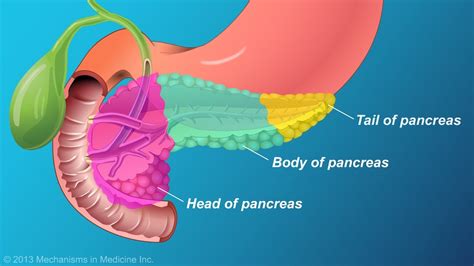 Endocrine Function of The Pancreas - Seena Magowitz Foundation