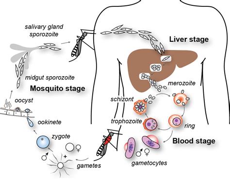 life cycle of plasmodium notes pdf - Lionhearted Blogosphere Slideshow