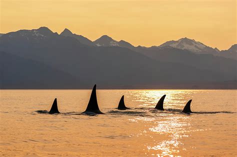 Orca Whale Orcinus Orca Pod In Lynn Photograph by John Hyde - Fine Art ...