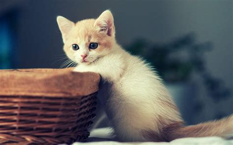 Cute Kittens HD Wallpapers - Wallpaper Cave