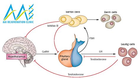 What is Follicle Stimulating Hormone (FSH)? - AAI Clinic