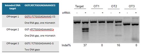 CRISPR gRNA algorithm development for functional and specific gene knockout