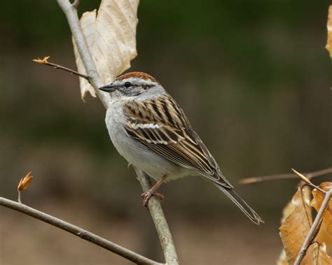 Chipping Sparrow - FeederWatch