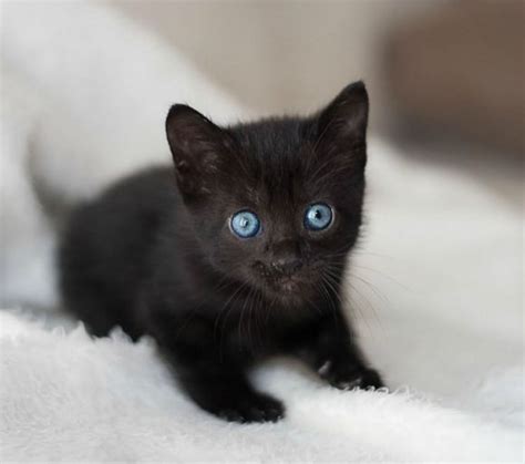 Kitty blue eyes Cute Cats And Kittens, Kittens Cutest, Baby Animals ...