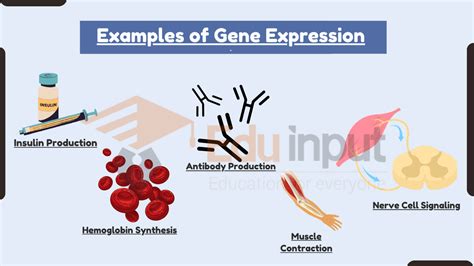 10 Examples of Gene Expression