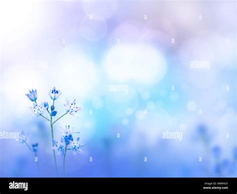 Flowers Desktop | Wallpapers Gallery