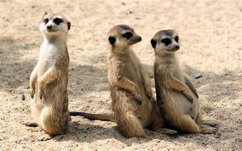 "Meerkat Manor: Rise of the Dynasty" Returns to BBC America in June ...