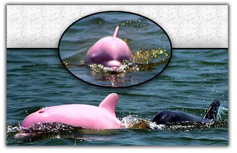 ANIMAZING wildlife: Lumba-Lumba Merah Muda (PINK)