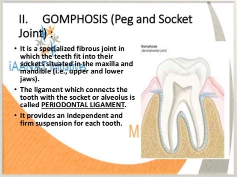 77 Best of Gomphosis Definition English - insectza