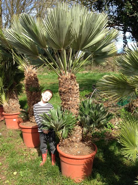 Chamaerops humilis vulcano