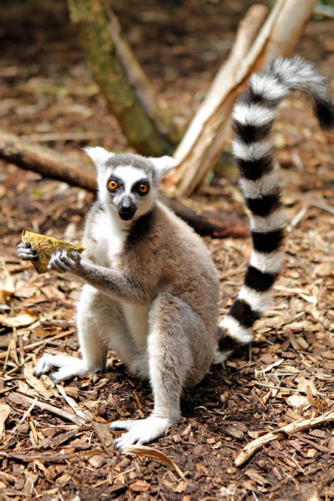 Ring-Tailed Lemur | Disney Animals Wiki | Fandom