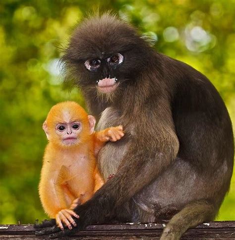 🔥 Bright gold baby Langur with its mother. By the time they're a month ...