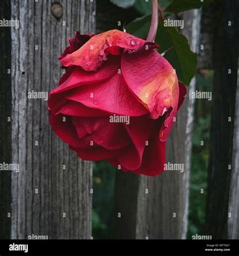 Red rose in fence hi-res stock photography and images - Alamy