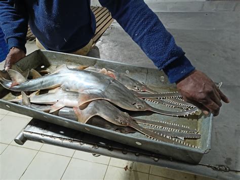 Species Spotlight: To Save the Narrow Sawfish, First We Must Find Them ...