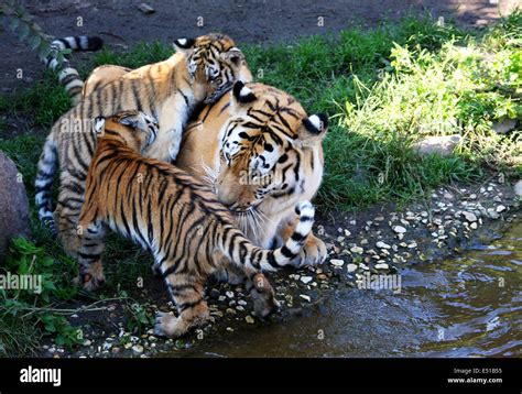 Tigerfamiie hi-res stock photography and images - Alamy