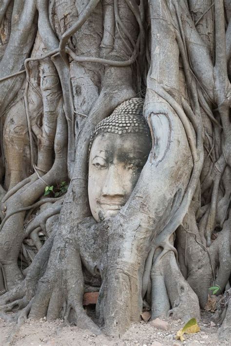 Buddha Head in Tree Root at Wat Mahathat ,Ayutthaya Historical Park ...