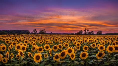 Sunflower Field Mac Wallpaper Download | AllMacWallpaper