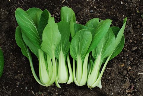 Mi az a pak-choi? - Megyeri Szabolcs kertész blogja