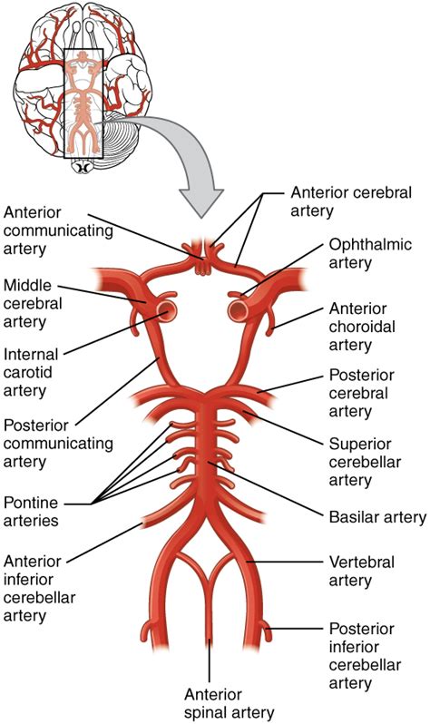 Neuroanatomy: Blood Supply of the Brain | Online Medical Library