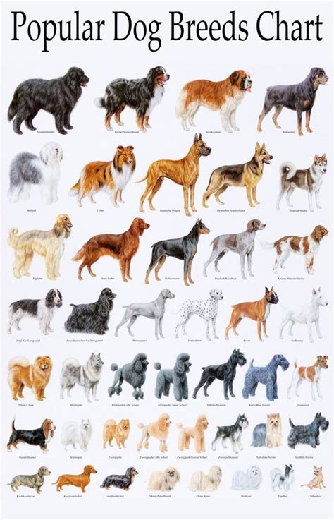 Popular Dog Breeds Chart 18"x28" (45cm/70cm) Poster | Dog breed names ...