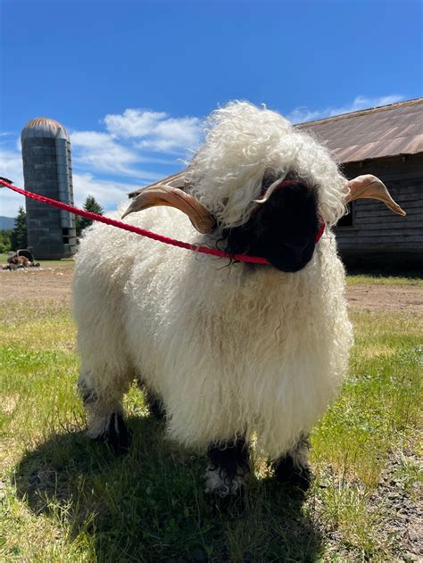 Valais Blacknose Sheep Breeding Stock | Wild Rose Sheep Farm | Whidbey ...