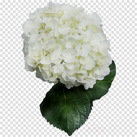 white hydrangea clipart 10 free Cliparts | Download images on ...