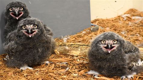 Akron Zoo welcomes 3 vulnerable-to-extinction snowy owlets