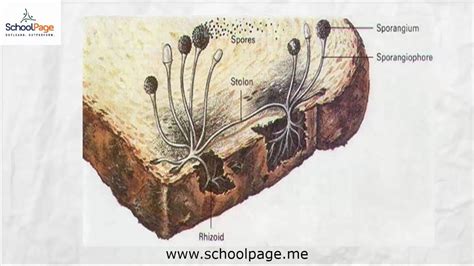 Spore Formation Diagram