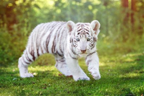 Cute Albino Tiger Cubs