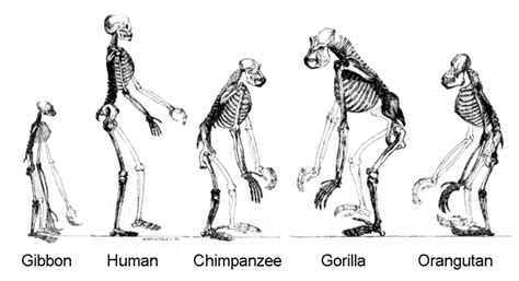 Gibbon–human last common ancestor - Wikipedia