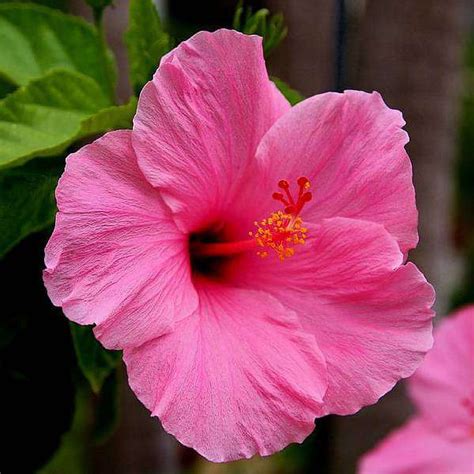 Buy Hibiscus, Gudhal Flower (Pink) - Plant online from Nurserylive at ...