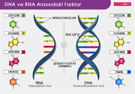 Ribonükleik Asit (RNA) Nedir? Çeşitleri ve Özellikleri Nelerdir? » TechWorm