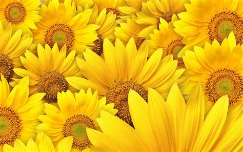 Sunflower Wallpapers - Wallpaper Cave