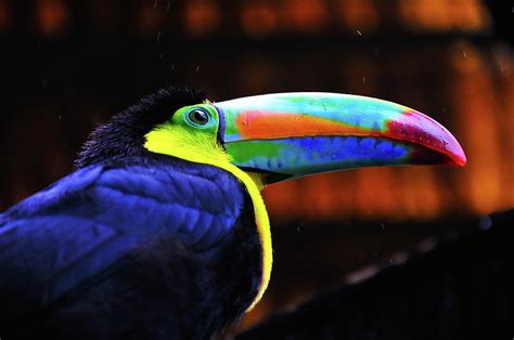 Rainbow Toucan by Harry Spitz