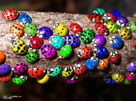 Purple Ladybugs - True or False, Origin, Facts, Could They Exist?