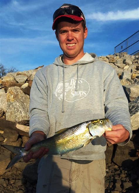 O’Fallon angler catches state-record skipjack herring | Missouri ...