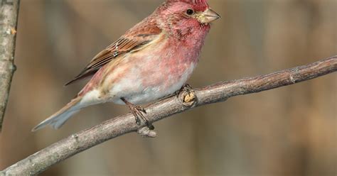 Purple Finch Nesting (All You Need To Know) | Birdfact