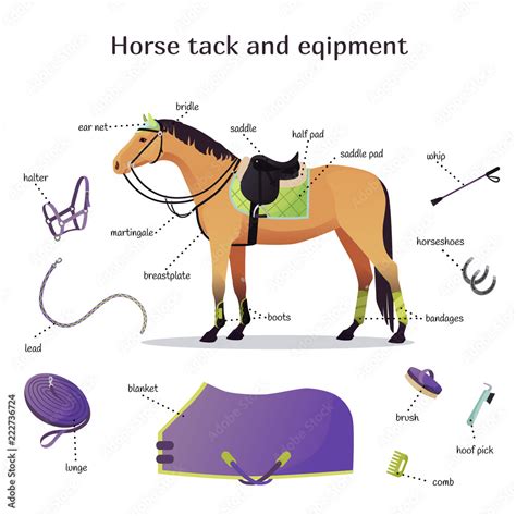 Vector collection with various elements of horse tack and equipment ...