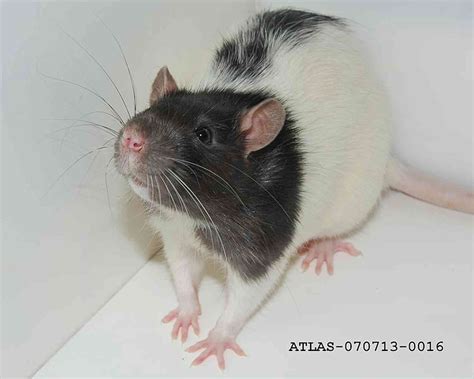 Animals in research: rats