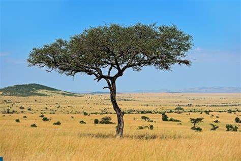 Savanna Biome: Location, Climate, Temperature, Soil, Plants and Animals ...