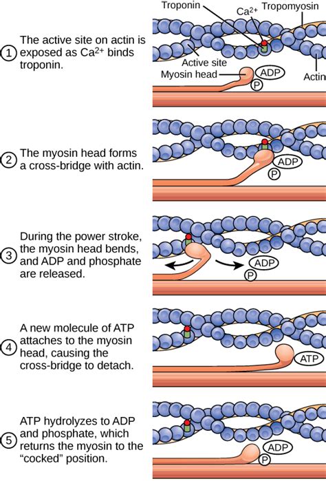 Biology 2e, Animal Structure and Function, The Musculoskeletal System ...