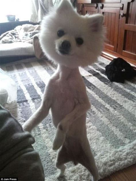 Owners share photos of their dogs' disaster haircuts | Daily Mail Online