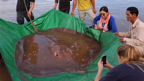 Watch a Giant Stingray’s Safe Return to Its River Home - The New York Times