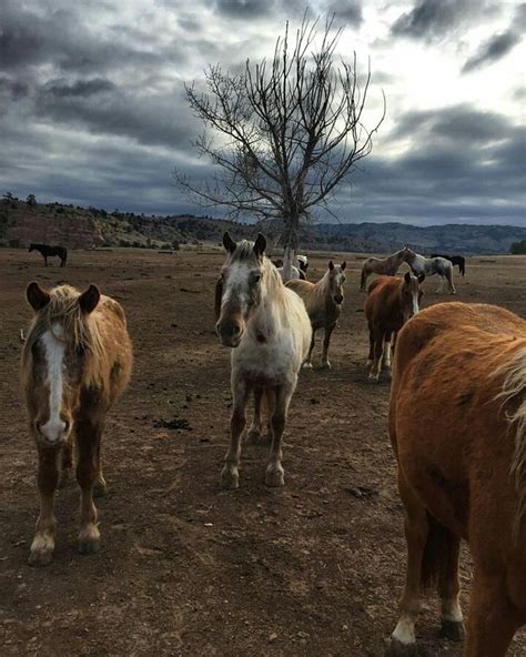 Black Hills Wild Horse Sanctuary Mustangs, Wild Horses, Sanctuary ...