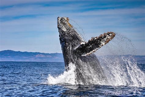 Whale Watching Update for San Luis Obispo and Avila Beach's best boat ...